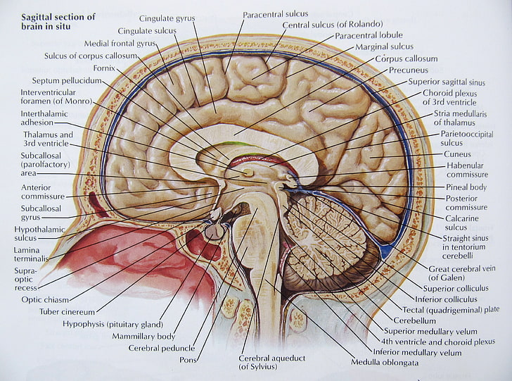 Анатомия, мозг, голова, медицинский, плакат, череп, HD обои