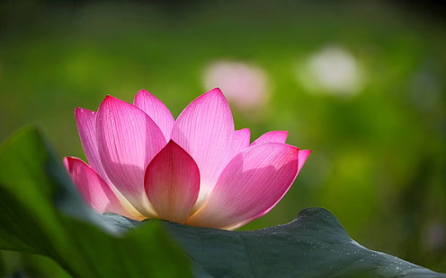 Rosa lotusblomma, gröna blad, suddig bakgrund, rosa lotus, rosa, Lotus, blomma, grön, löv, suddighet, bakgrund, HD tapet HD wallpaper