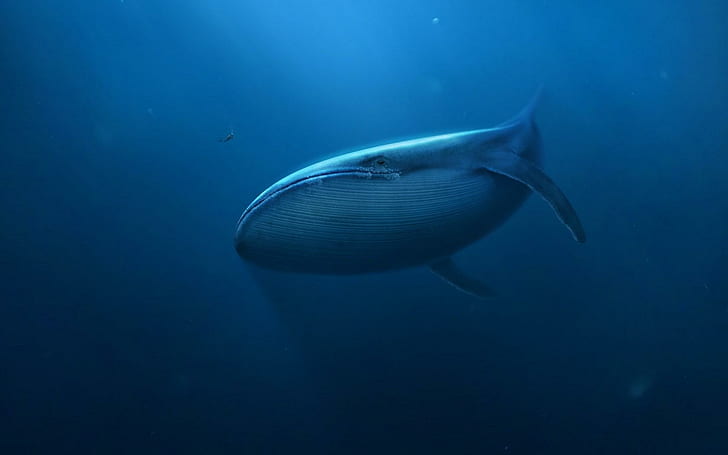 Underwater Whale Art, underwater, whale, HD wallpaper