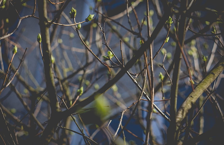 arbre vert, printemps, Lettonie, Riga, nature, plantes, brindilles, vignette, Fond d'écran HD