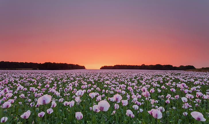Flowers, Poppy, Field, Flower, Pink Flower, Summer, Sunset, HD wallpaper