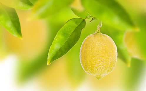 Frutta, giallo limone, foglie, bokeh, frutta, giallo, limone, foglie, Bokeh, Sfondo HD HD wallpaper