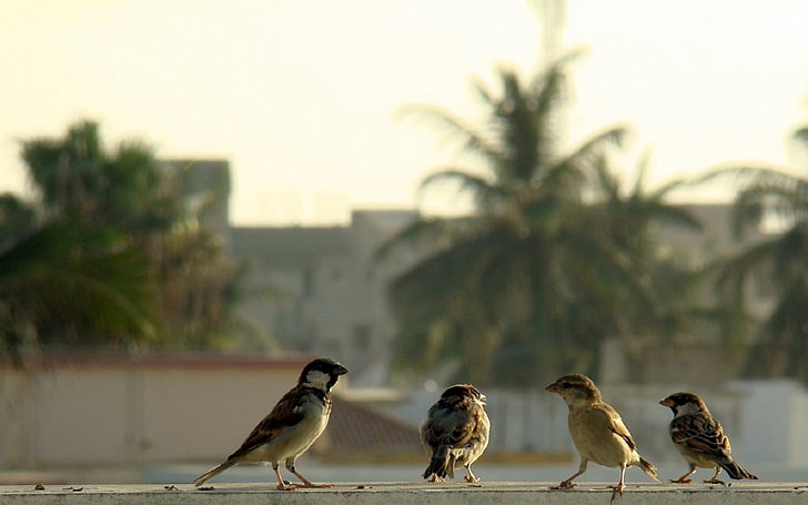 유라시아 나무 참새, 새, 참새, 갱단의 무리, HD 배경 화면