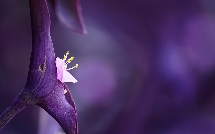 nature, fleurs, fleurs violettes, macro, plantes, Fond d'écran HD