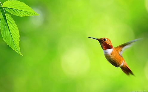 Orange Hummingbird flying, brown hummingbird, hummingbird, animal, bird, tropical, HD wallpaper HD wallpaper