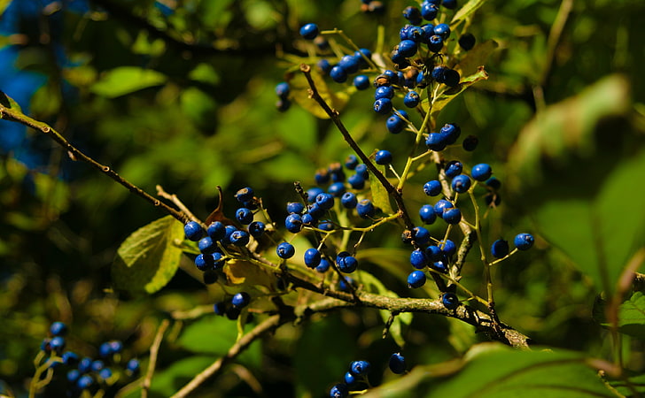 Autumn Colours   Berries, bunch of blueberries, Food and Drink, Autumn, Leaves, Branch, close-up, Berries, Colours, Westonbirt Arboretum, HD wallpaper