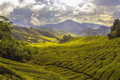 плантации, сельское хозяйство, пахотные земли, чай, HD обои HD wallpaper
