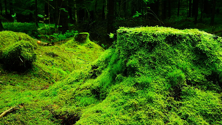 หญ้าสีเขียวธรรมชาติมอสพืชป่าต้นไม้ใบไม้ไม้, วอลล์เปเปอร์ HD