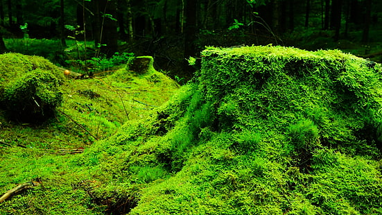Grünes Gras, Natur, Moos, Pflanzen, Wald, Bäume, Blätter, Holz, HD-Hintergrundbild HD wallpaper
