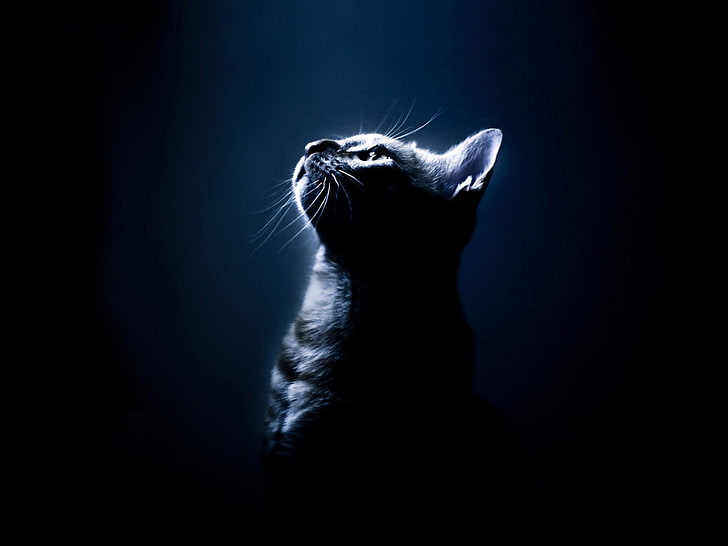 brown cat, kitten, shadow, eyes, dark background, HD wallpaper