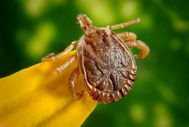 arachnid, bloodsucker, bug, cayenne tick, disease, dorsal view, illness, insect, parasite, tick, HD wallpaper