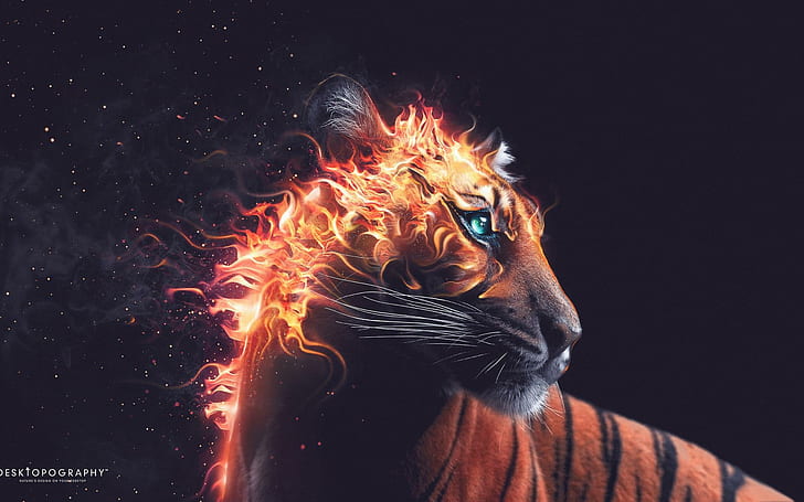 Tiger Fire, photographie de tigre, tigre, feu, Fond d'écran HD