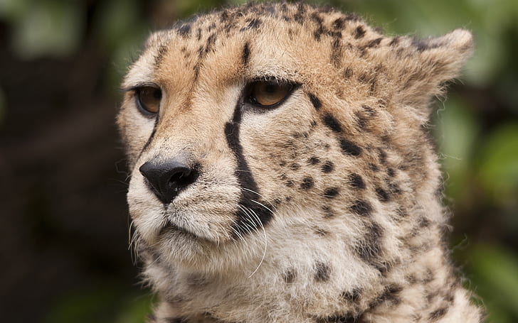 Cheetah, morrhår, ögon, ansikte, Cheetah, Whiskers, Eyes, Face, HD tapet