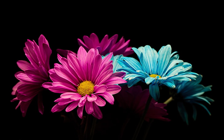 bunga, warna-warni, tanaman, pink, cyan, hitam, latar belakang hitam, Wallpaper HD