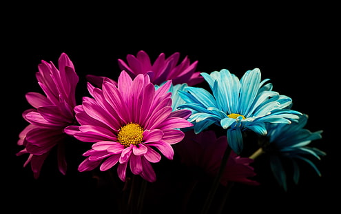 flores, colores, plantas, rosa, cian, negro, fondo negro, Fondo de pantalla HD HD wallpaper