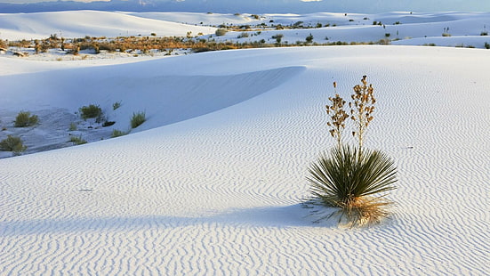 White Sands, New Mexico, oasis gurun, alam, 1920x1080, pasir putih, meksiko baru, Wallpaper HD HD wallpaper