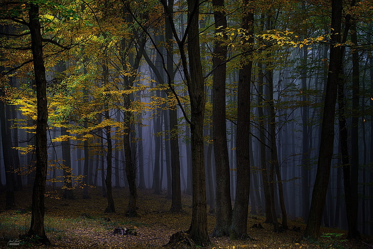 zielone drzewo liściaste, przyroda, krajobraz, fotografia, las, ciemność, drzewa, jesień, mgła, Tapety HD