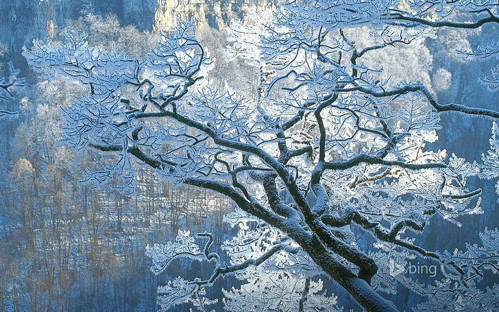 Winter-Raureif-Bing-Thematapete, weißblättriger Baum, HD-Hintergrundbild