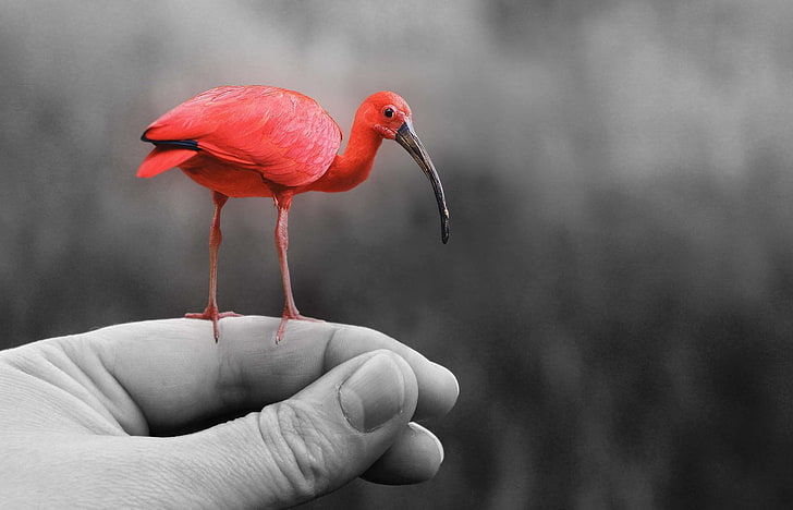 animal, bill, bird, bird seed, black, claws out, close, cute, feather, hand, keep, manipulation, nature, photoshop, pink, plumage, red, sit, small, wait, white, wing, young bird, HD wallpaper