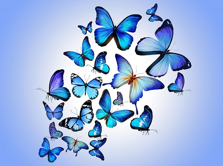 Butterflies, morpho butterflies illustration, Animals, Insects, butterfly, butterflies, insect, wings, HD wallpaper