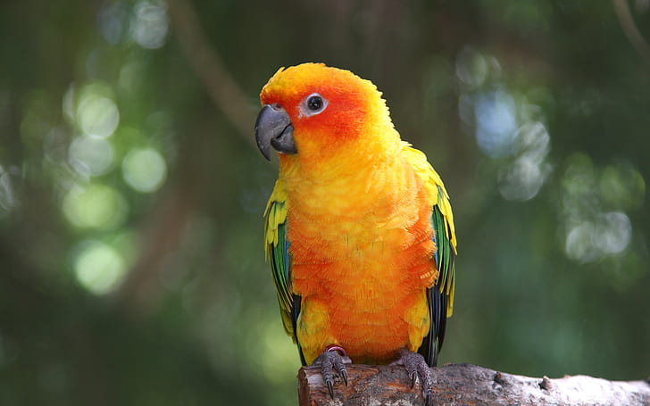 Piume gialle uccello, pappagallo, ara, giallo, piume, uccello, pappagallo, ara, Sfondo HD