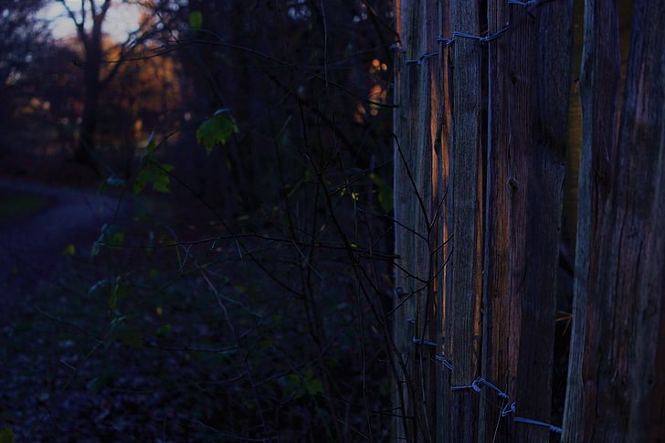 fence, evening, nature, leaves, HD wallpaper