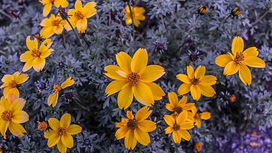 flores amarillas, flores amarillas, naturaleza, flores, plantas, Fondo de pantalla HD HD wallpaper