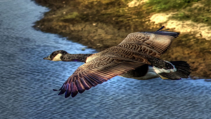 Flying in sky, wild goose, Flying, Sky, Wild, Goose, HD wallpaper