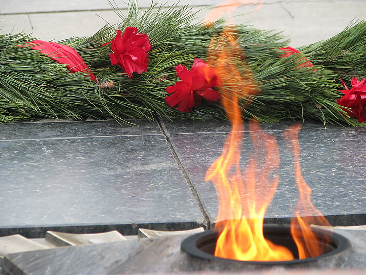 red petaled flowers, flowers, memory, holiday, May 9, eternal flame, Victory Day, sacred, HD wallpaper