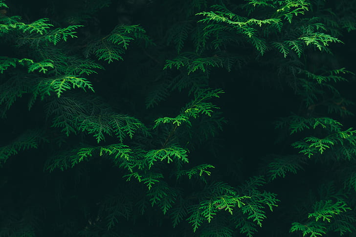 Laub, immergrün, grün, Flora, Nadelbaum, Umwelt, HD-Hintergrundbild