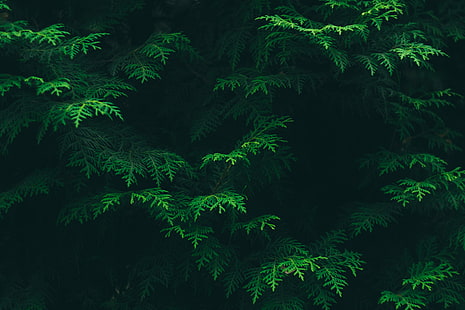 أوراق الشجر ، دائمة الخضرة ، خضراء ، نباتية ، صنوبرية ، بيئة، خلفية HD HD wallpaper