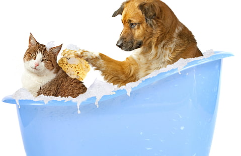 banheira de plástico azul, cão, banho, gato, esponja, espuma, banho, engraçado, fundo branco, amizade, HD papel de parede HD wallpaper