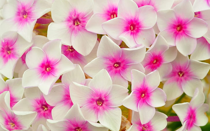 زهور بيضاء وردية ، بتلات ، ماكرو ، أبيض ، وردي ، زهور ، بتلات ، ماكرو، خلفية HD