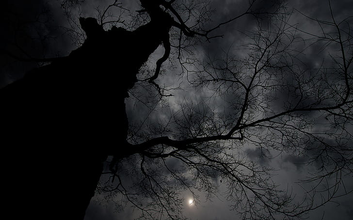 нощ, тъмно, облаци, Луна, клон, дървета, HD тапет