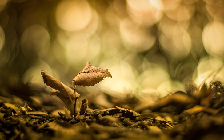 dried leaf, brown withered leaf plant, macro, nature, leaves, bokeh, HD wallpaper