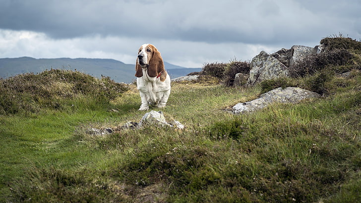 gambar anjing basset hound, Wallpaper HD