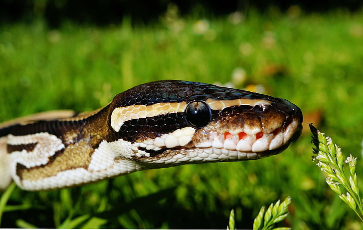 animal photography, ball python, blur, close up, constrictor, eye, field, grass, heat pits, macro, python, pythonidae, reptile, snake, snake scale, snakehead, HD wallpaper