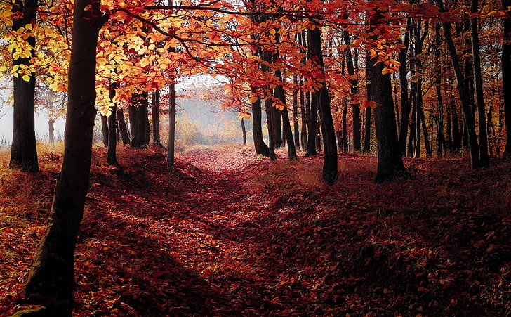 ฤดูใบไม้ร่วง, ต้นไม้ป่า, ใบสีแดง, ธรรมชาติ, ป่า, ภูมิทัศน์, ฤดูใบไม้ร่วง, ต้นไม้, ใบไม้, สี, สีแดง, ตก, ใบไม้, เส้นทาง, วอลล์เปเปอร์ HD