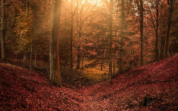orange leafed trees, brown trees illustration, landscape, nature, forest, sun rays, hills, leaves, fall, trees, fairy tale, path, colorful, HD wallpaper