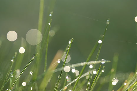 closeup photo of grass with dews, Wouldn't it be good, on your side, closeup, photo, dews, GRASS  GREEN, BOKEH, LIGHT, MACRO, WATER, DROPS, DEW, MORNING, SCOTLAND, SHINY, WEB  SPIDER, CANON, GARDEN, REFLECTION, nature, drop, grass, green Color, freshness, summer, close-up, wet, plant, raindrop, meadow, springtime, leaf, backgrounds, outdoors, HD wallpaper HD wallpaper