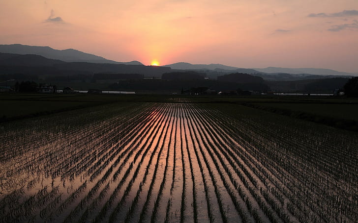 solnedgång, risfält, fält, kullar, landskap, HD tapet
