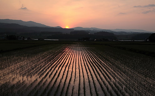 pôr do sol, arrozal, campo, colinas, paisagem, HD papel de parede HD wallpaper