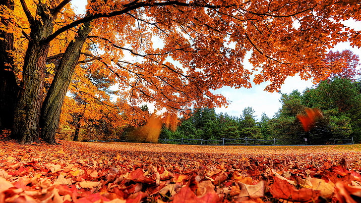 alam, jatuh, pohon, daun, pemandangan, Wallpaper HD