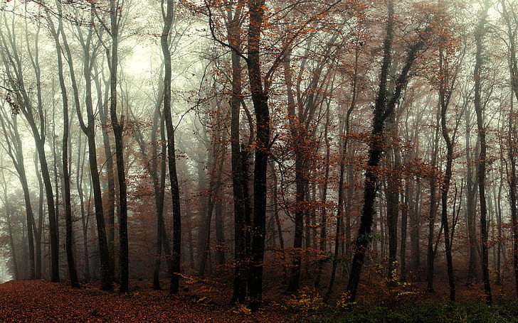 Гора, дървета, мъгла, есен, гора, дървета, мъгла, есен, HD тапет