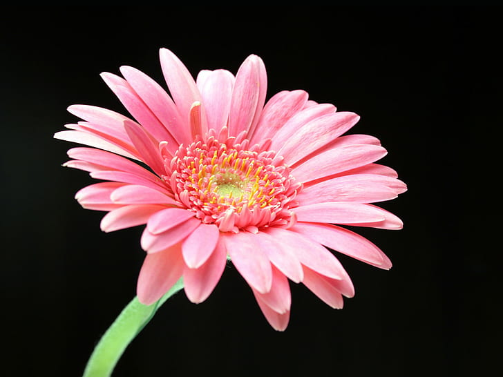 Pink Daisy HD, różowa gerbera daisy, kwiaty, róż, stokrotka, Tapety HD