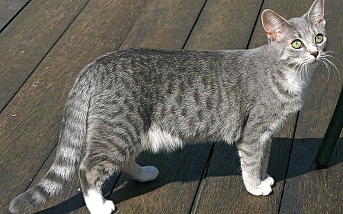 Египетский мау-кошка, серебристый полосатый кот, египетский мау-кот, дерево, милый, HD обои HD wallpaper