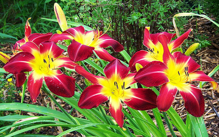 Daylily Hemerocallis Ruby Spider Beautiful Red Yellow Lilies Wallpapers Hd For Desktop Laptop Pc And Mobile 3840×2400, HD wallpaper