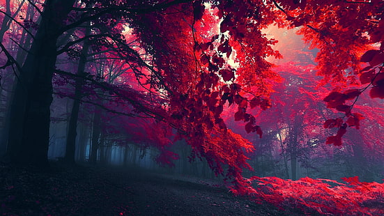 ต้นไม้ในป่าที่สวยงาม, กิ่งไม้, ใบไม้สีแดง, ฤดูใบไม้ร่วง, สวย, ป่า, ต้นไม้, กิ่งไม้, สีแดง, ใบไม้, ฤดูใบไม้ร่วง, วอลล์เปเปอร์ HD HD wallpaper