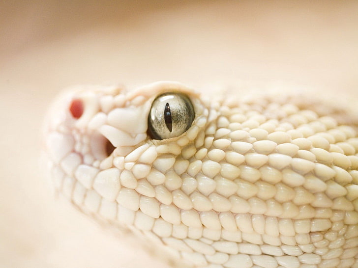 흰 뱀, 뱀, 머리, 눈, 피부, HD 배경 화면