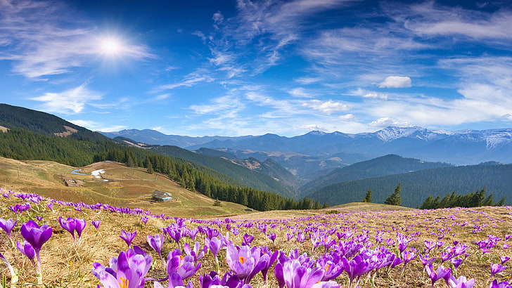 5 km, printemps, montagnes, journée ensoleillée, fleurs de crocus, Fond d'écran HD